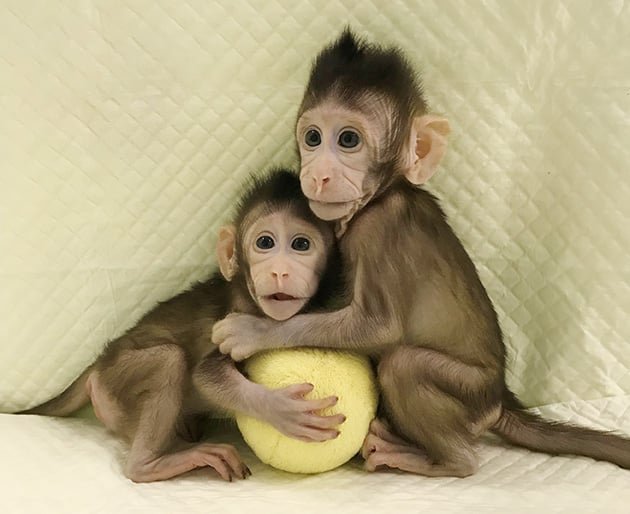 First monkey clones created in Chinese laboratory