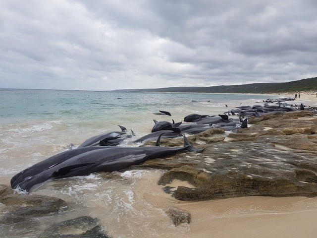 Only five of the whales stranded at Hamelin Bay are still alive