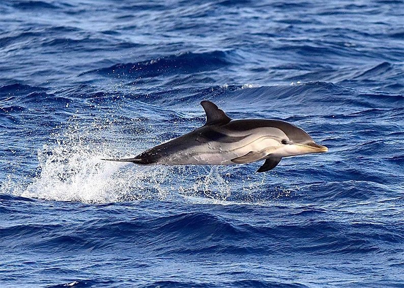 Five species of marine mammal spotted around Cyprus – study - Cyprus Mail