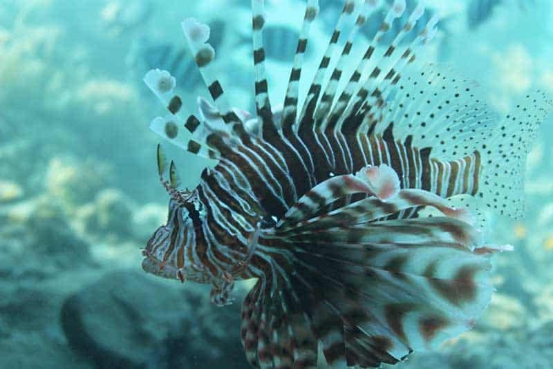 Consumption of ‘delicious’ lionfish should be promoted, says minister