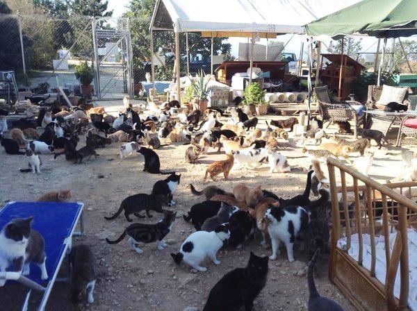 More cats than humans: population out of control | Cyprus Mail