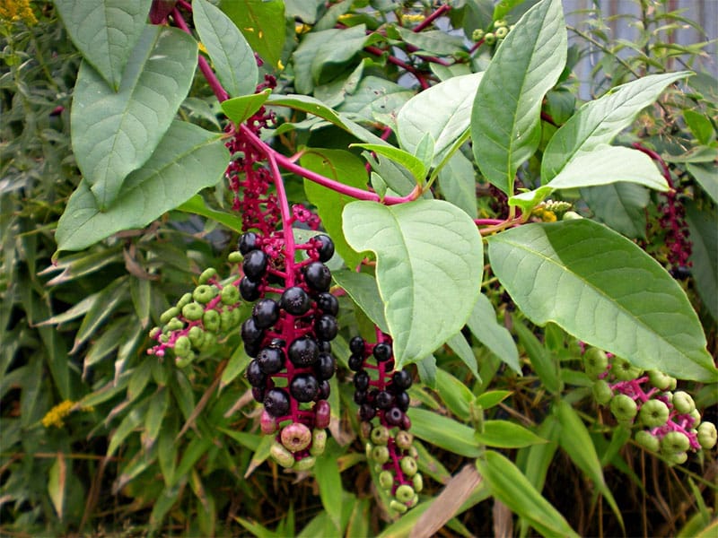 pigeon berry poisonous