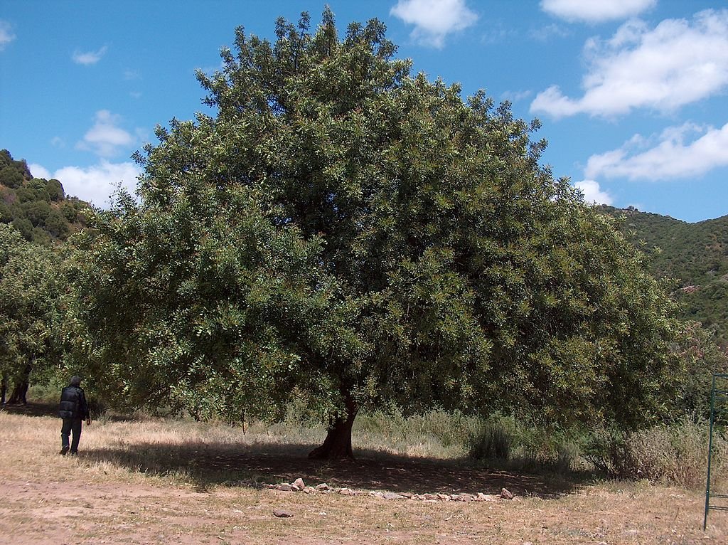 New plantation to produce range of carob products Cyprus Mail