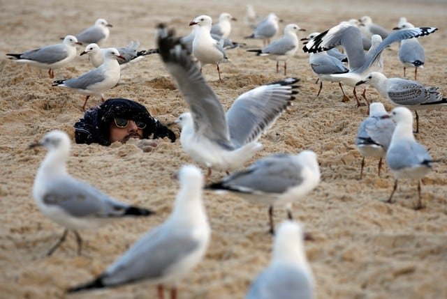 australian diners given water pistols to ward off seagulls