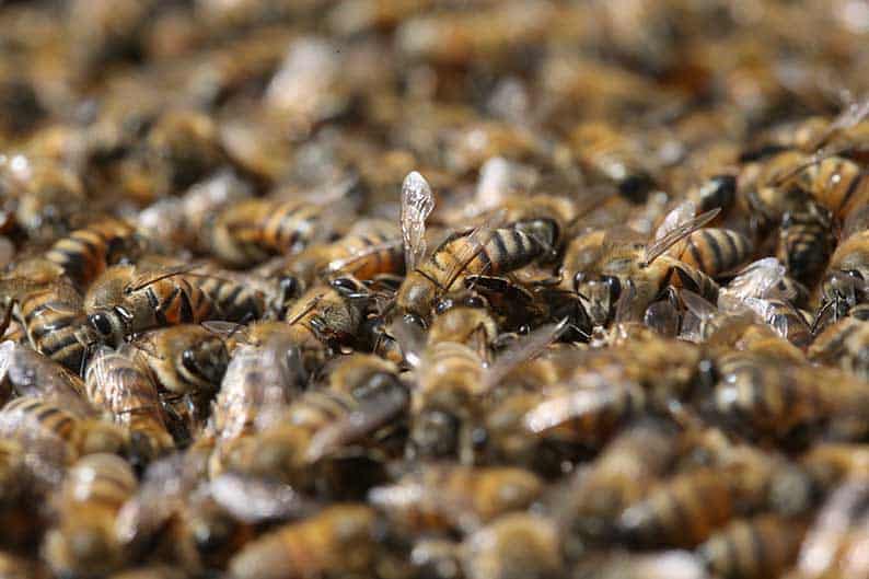 image Massachusetts woman accused of assaulting officers with swarm of angry bees