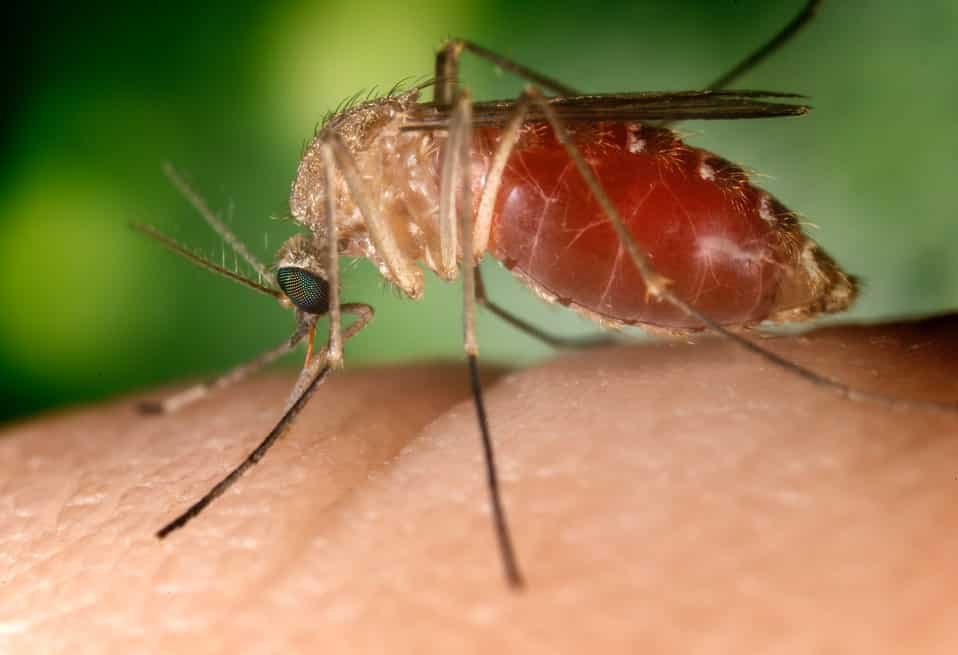 West Nile virus: no cause for concern