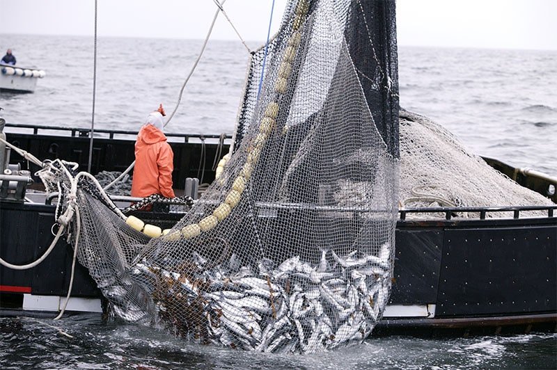 image Brexit deal: UK agrees £333m annual fishing quotas with EU