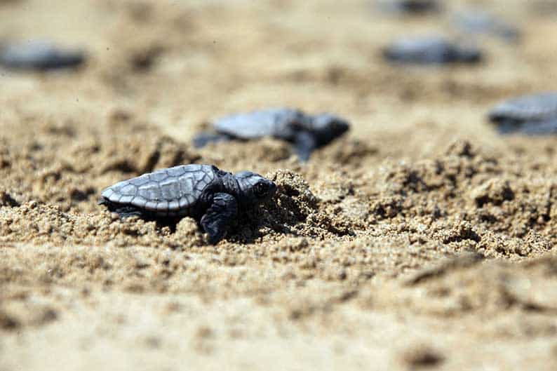 image Organised beaches designed to save turtles, fisheries department says