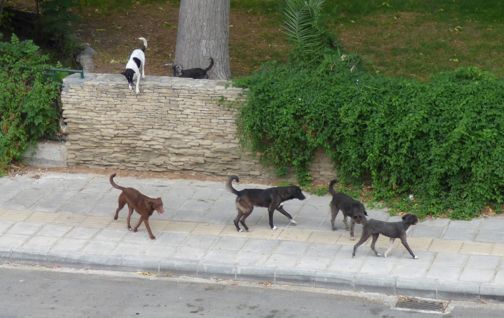image Wild dogs killing stray cats in Nicosia