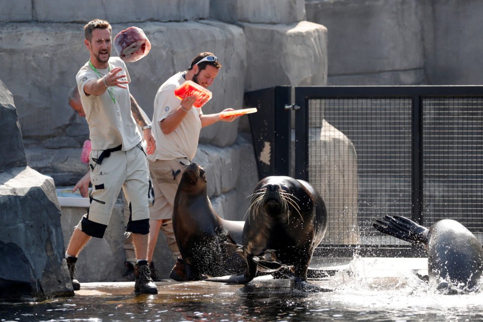 Caretakers throw ice to sea lions at the Paris Zoological Park in the Bois de Vincennes in the east of Paris, as a heatwave hits much of the country, France, June 26, 2019. REUTERS/Charles Platiau