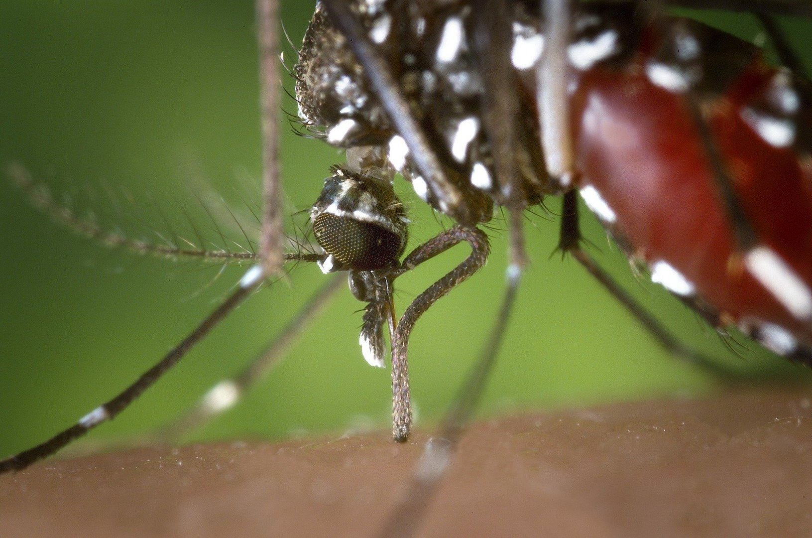 cover West Nile cases rise to six, one dead