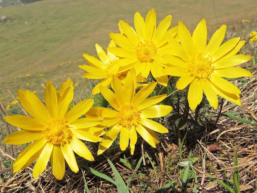 Plant of the Week Plant has long history of treating