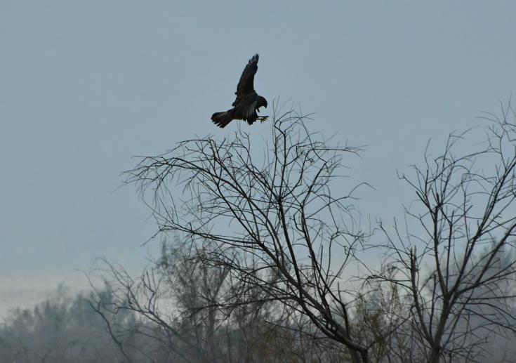 cover Two men arrested for fleeing game warden in Limassol
