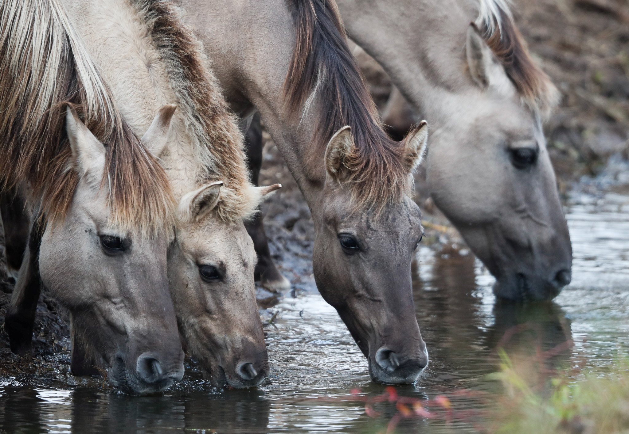 image Five horses diagnosed with West Nile virus