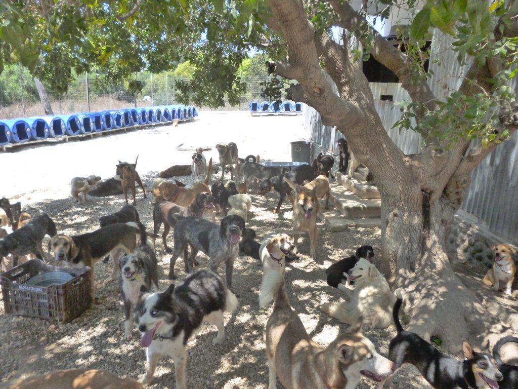 Charity threatens to release animals into the streets (updated) - Cyprus Mail