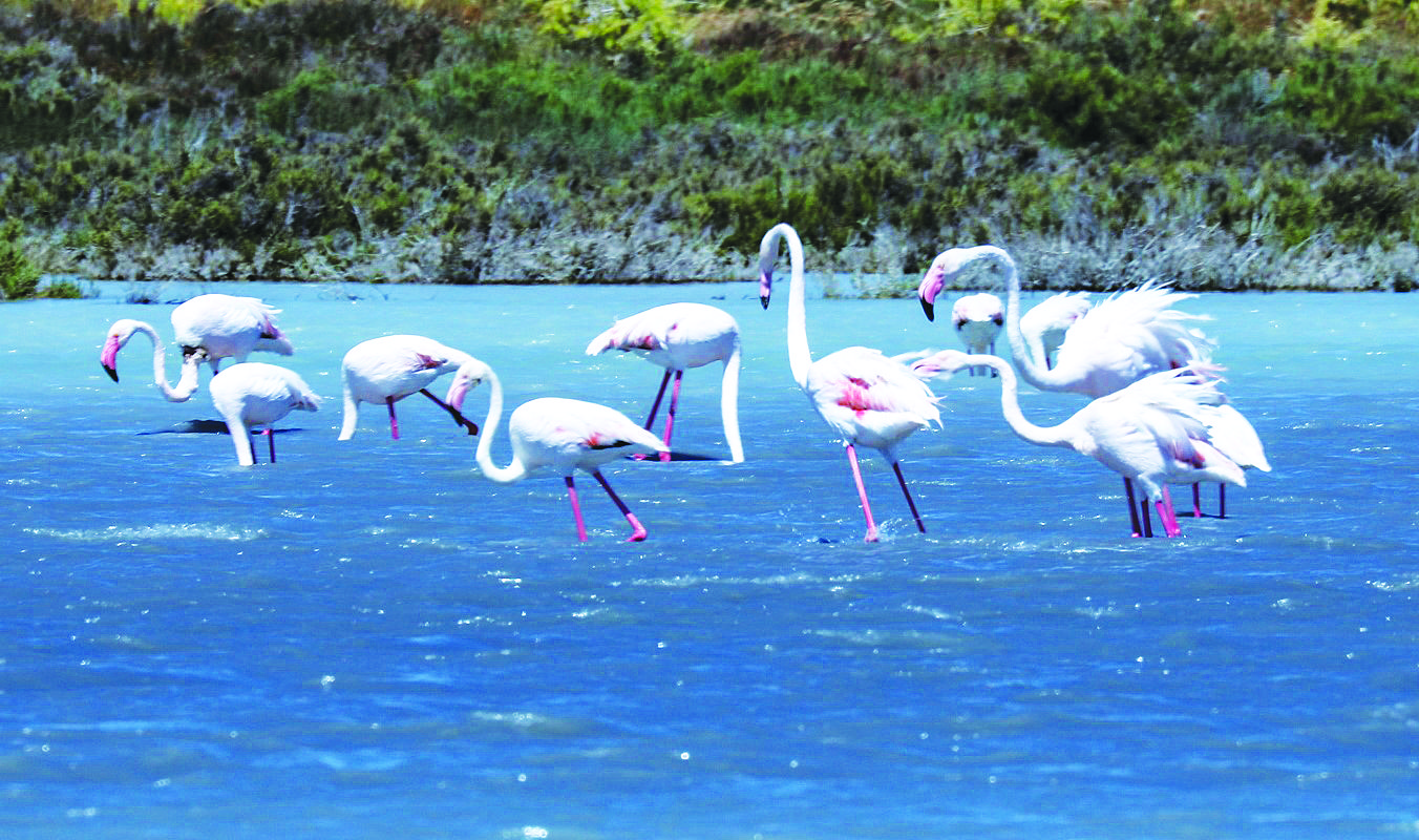 Thousands Of Flamingos On Akrotiri Salt Lake Cyprus Mail