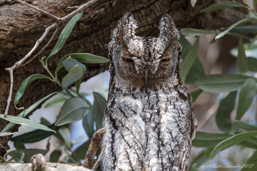 Cyprus Scops Owl Recognised As Endemic To The Island Cyprus Mail