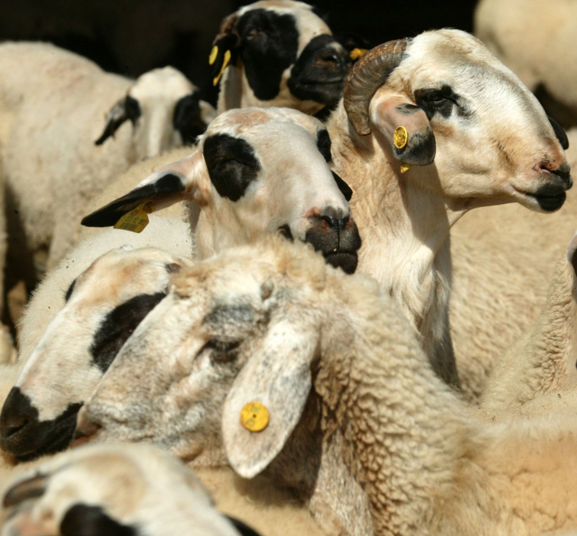 image Seven million for sheep and goat farmers