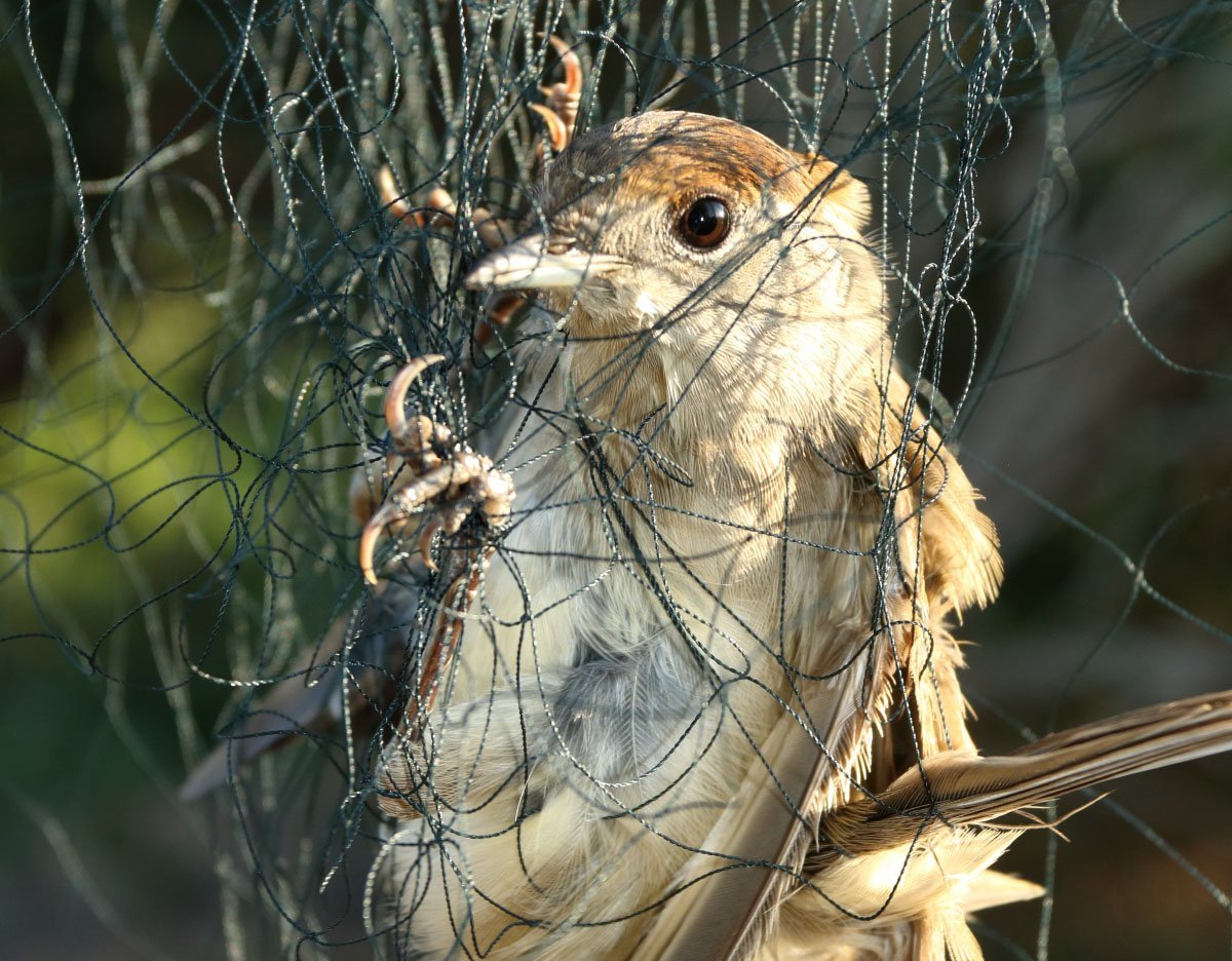 image British bases on alert ahead of bird trapping season