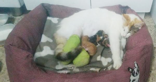 dog giving birth to cat