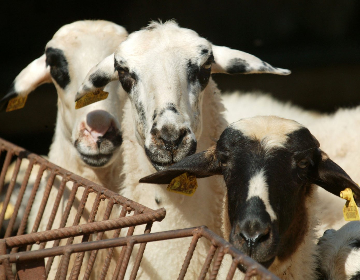 cover Veterinary service confirms first FMD case in Limassol