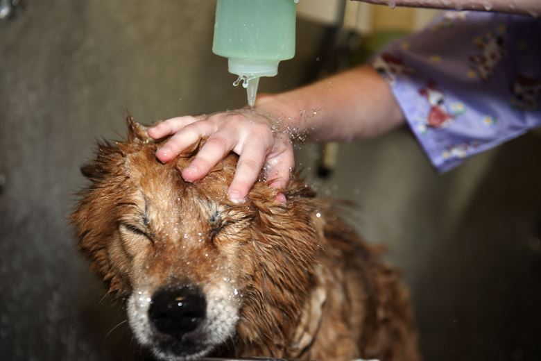 Coronavirus: Pet grooming services say 
