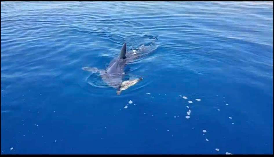 shark limassol coast seen off mako cyprus mail