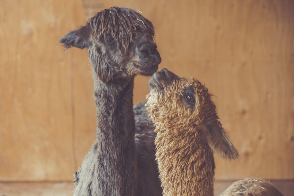 Baby alpaca giving a kiss to its mummy alpaca