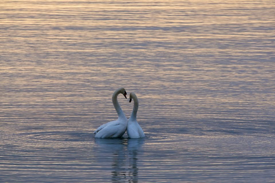 Swans in Lake Ontario, Canada