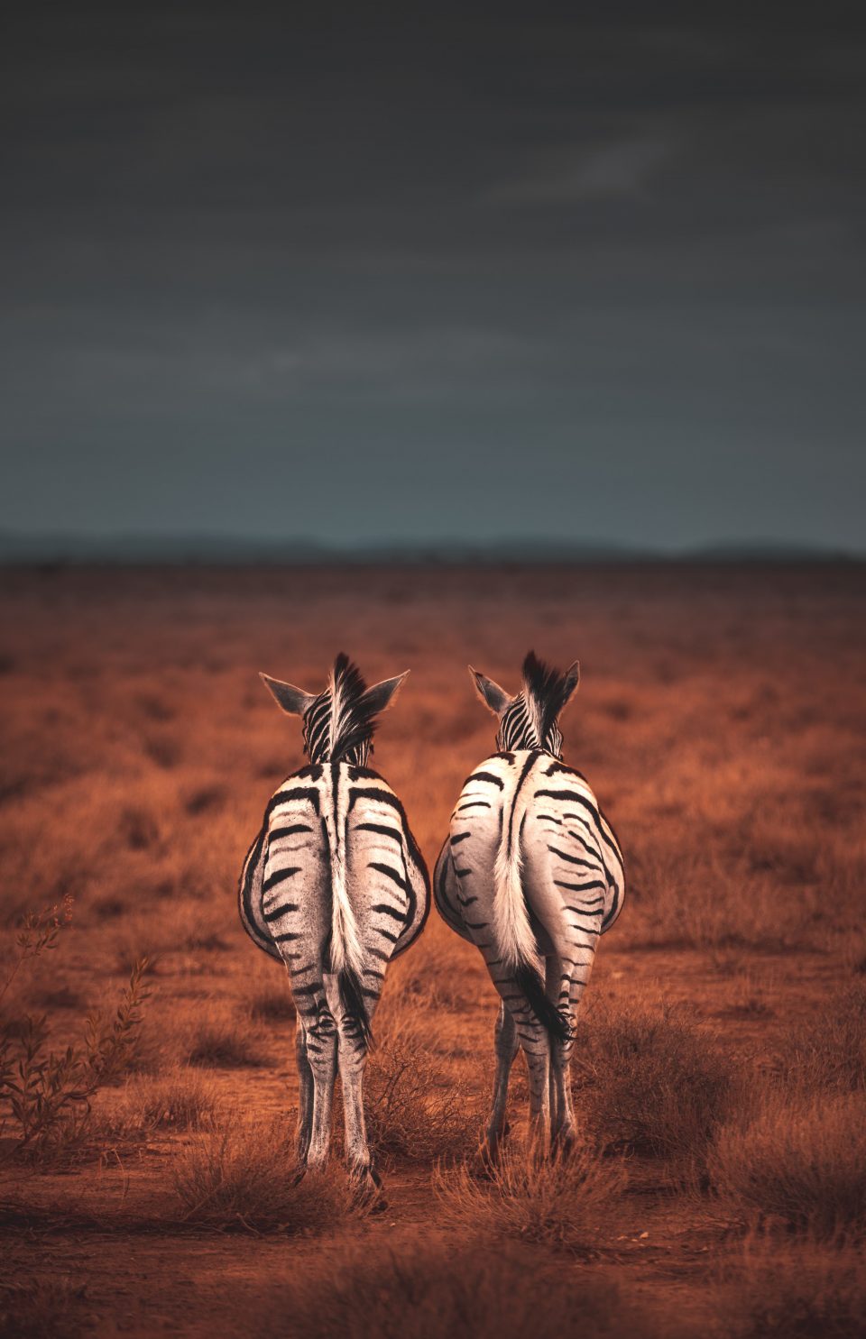 Sun's out, zebra's out. Two zebras on the plains of Etosha before a storm rolls in Namibia