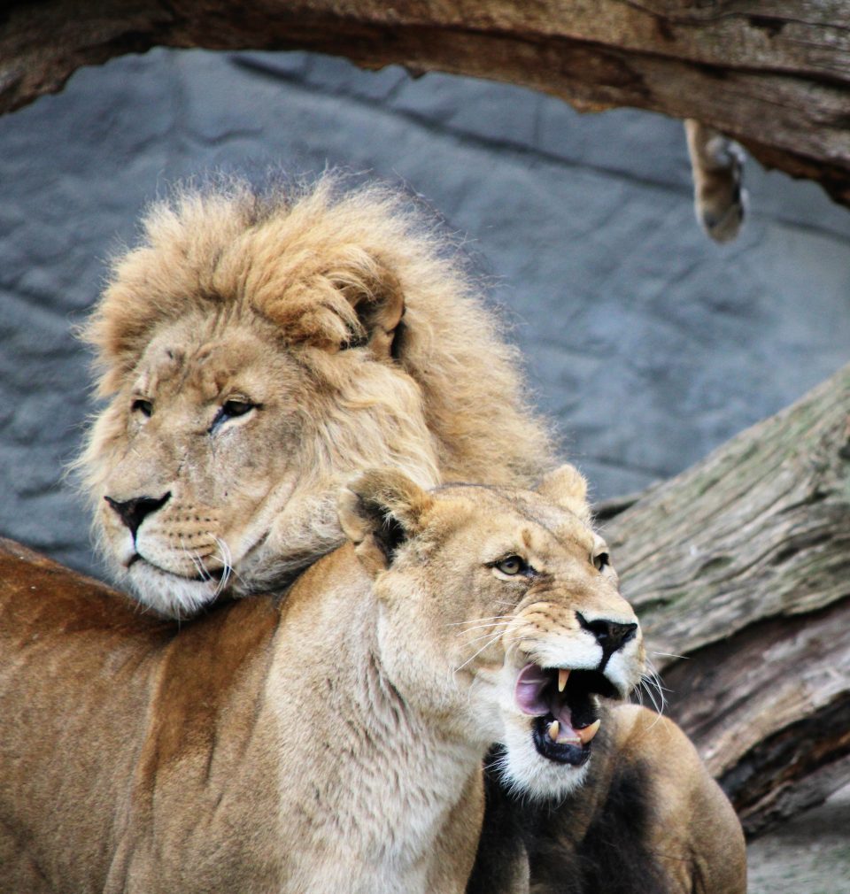 The queen and king of the jungle in Hamburg , Germany 