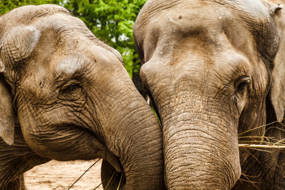 Devotion - Elephants in India