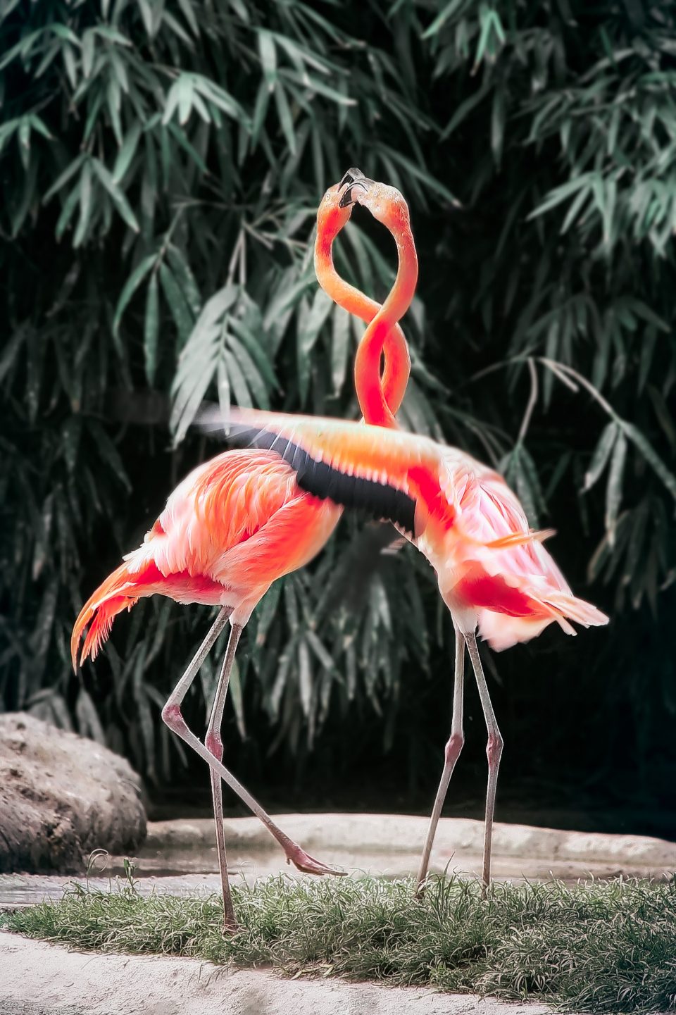 a pair of flamingos showing the definition of attraction —  the sister of gravity pulling same to same, in Wien, Austria