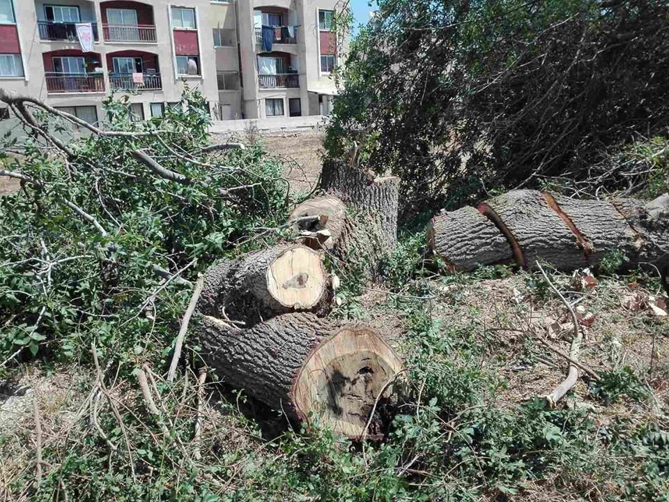 cover Green party denounces ‘violent removal’ of trees in Kokkinotrimithia