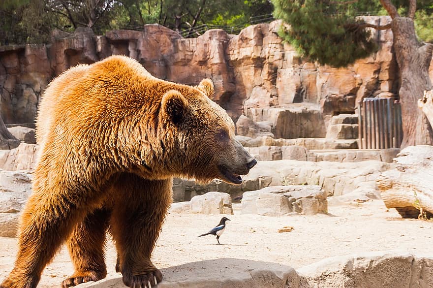image Bear escape at Melios Zoo prompts call for tougher inspections