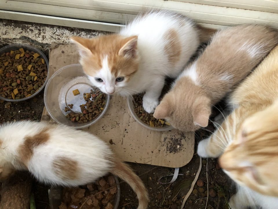 Abandones Kittens, Which Will Find A Home With The Association's Help