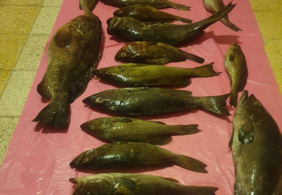 Web Fish Seized By Authorities