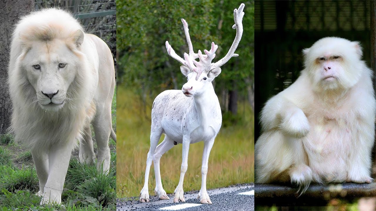 10 most beautiful white animals in the world | Cyprus Mail