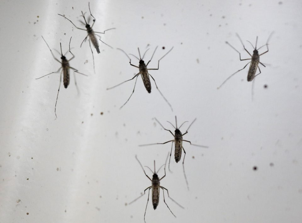 Wolbachia Aedes Aegypti Mosquitoes Are Pictured At The National Environmental Agency's Mosquito Production Facility In Singapore