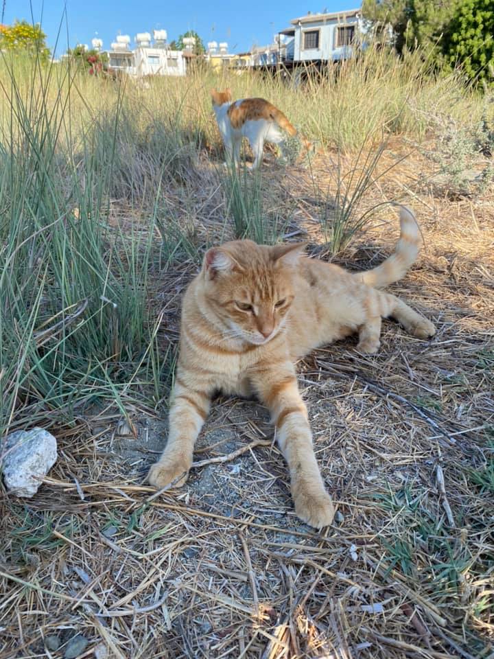 Feeding stations in Cyprus | CopsCats | Cyprus Mail