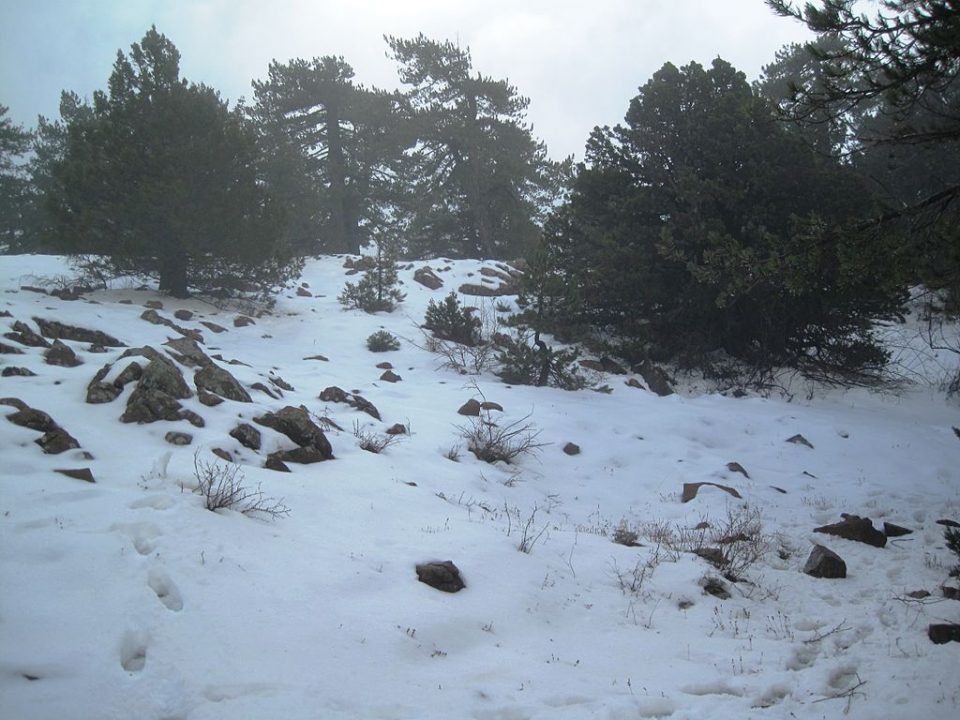 Troodos Mountains With Snow 1