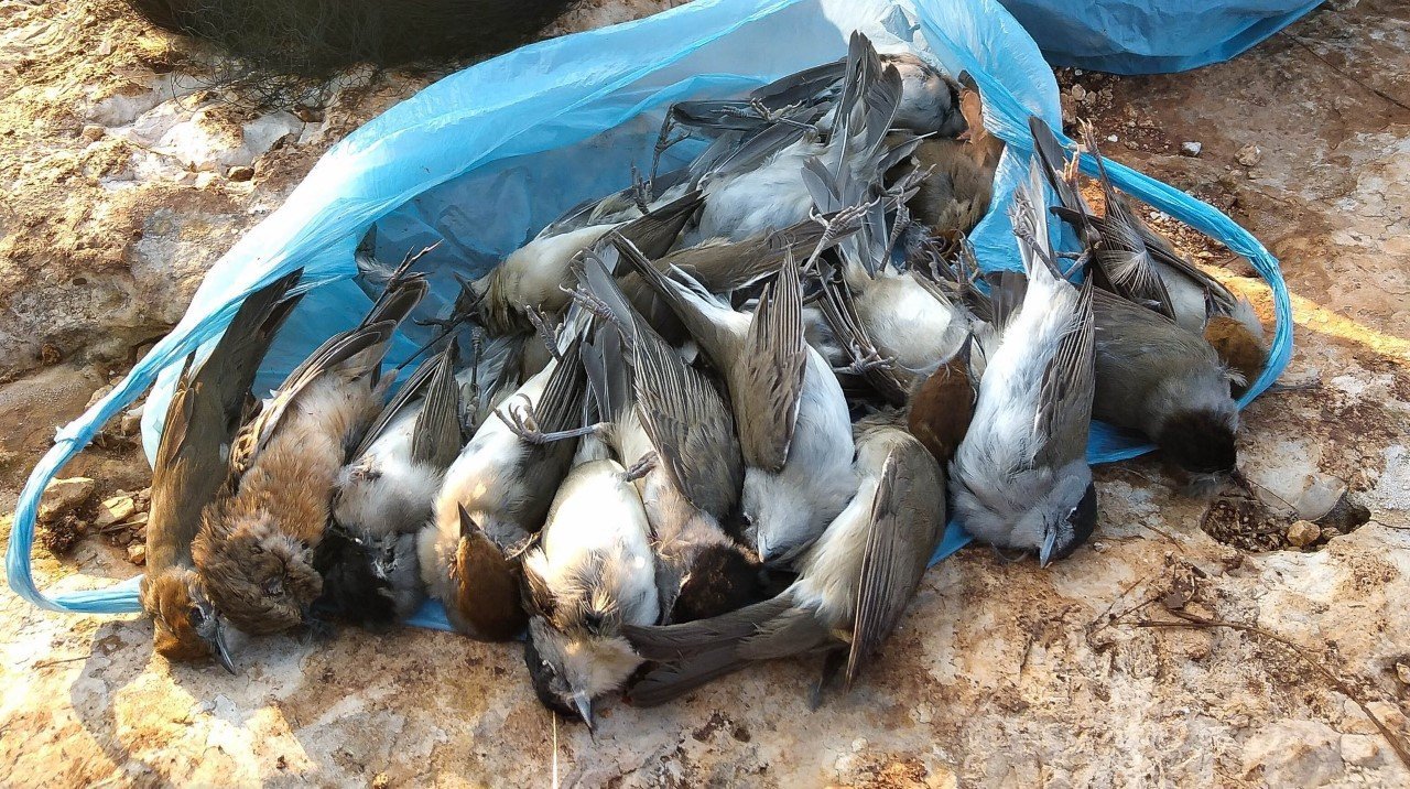 image Cyprus News Digest: For the first time a wildlife poisoner has been handed a huge fine