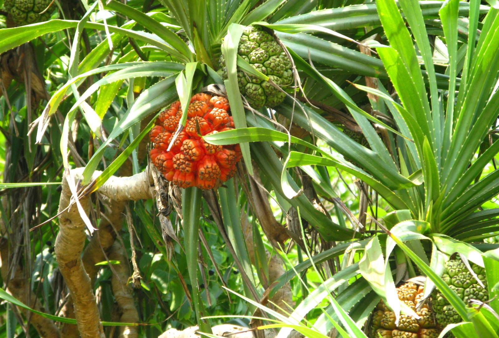 Plant of the week Root of ‘walking’ plant chewed as