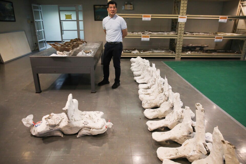 A Thai Archaeologist Stands Next To A Whale Skeleton In Pathum Thani