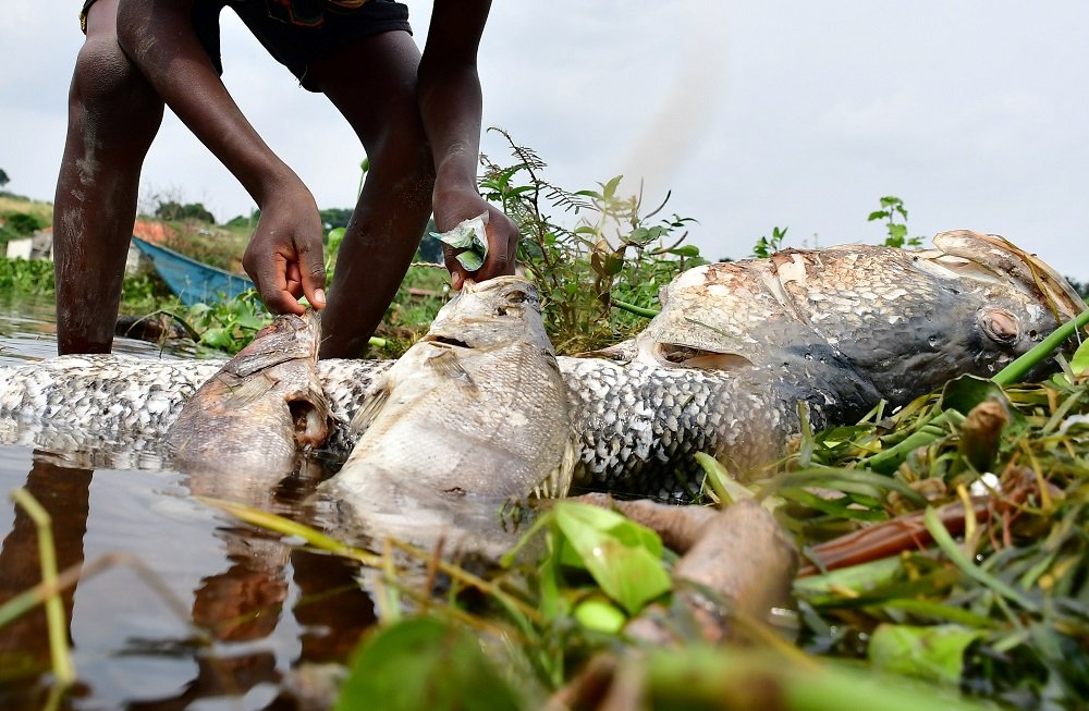 Οι Ουγκάντες μπερδεμένοι από τη νεκρή πέρκα που βρέθηκαν στην όχθη της λίμνης Βικτόρια