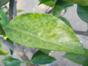 Citrus Leaf In Need Of Zinc Chelate