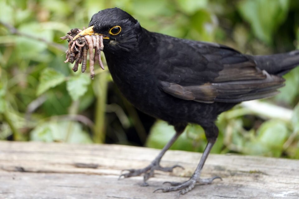 Greedy Blackbird