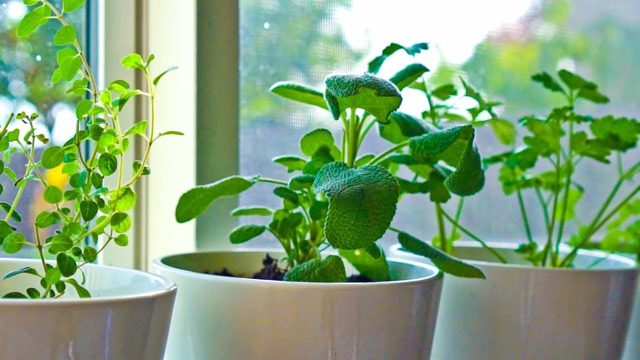 10 βότανα που μπορείτε να μεγαλώσετε σε εσωτερικούς χώρους στον πάγκο της κουζίνας σας