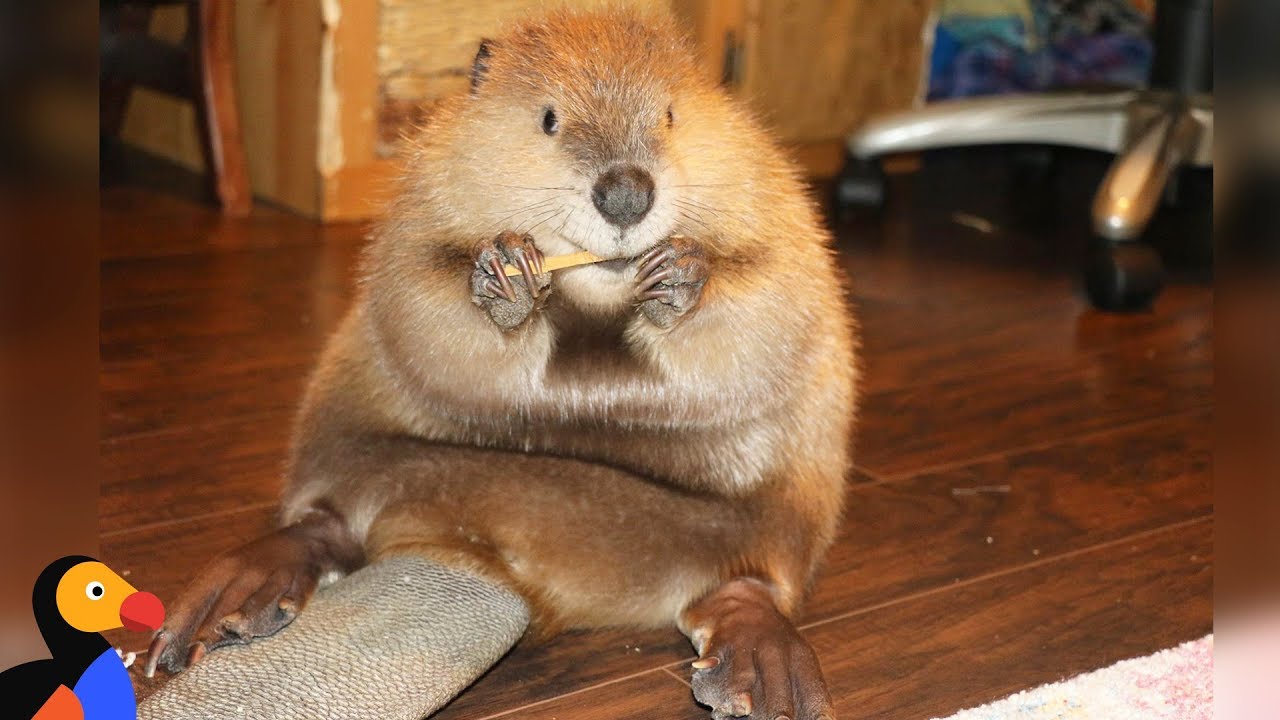 image The beaver who built dams in his rescuer&#8217;s home