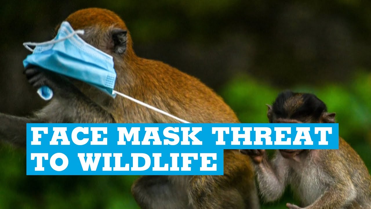 image Across the world, discarded face masks threaten wildlife